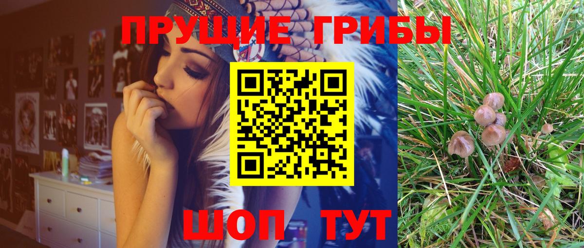 Сыктывкар  Галлюциногенные грибы Psilocybe  Вход с VPN 
